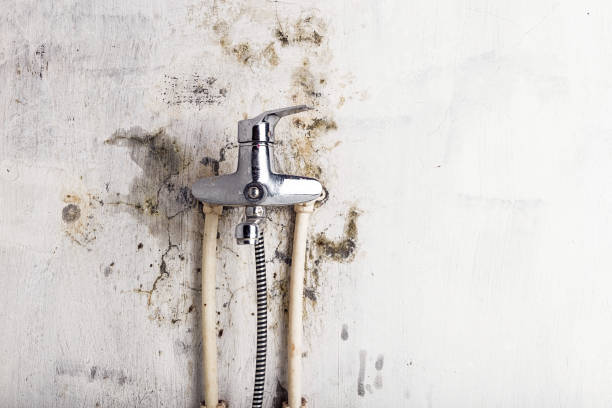 Best Affordable Mold Removal  in Melville, NY