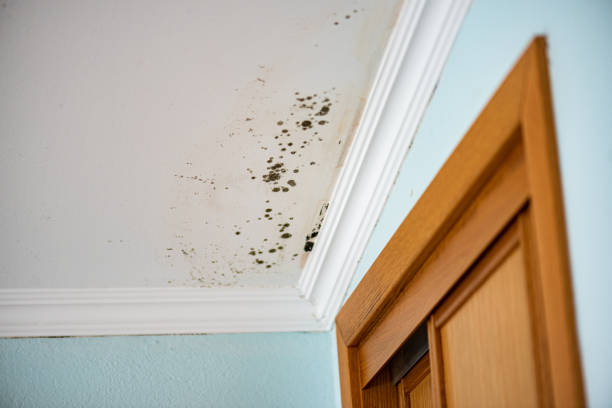 Mold Testing and Removal in Melville, NY