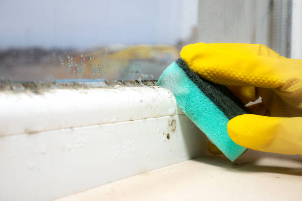 Best Commercial Mold Removal  in Melville, NY