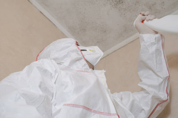 Best Black Mold Removal  in Melville, NY