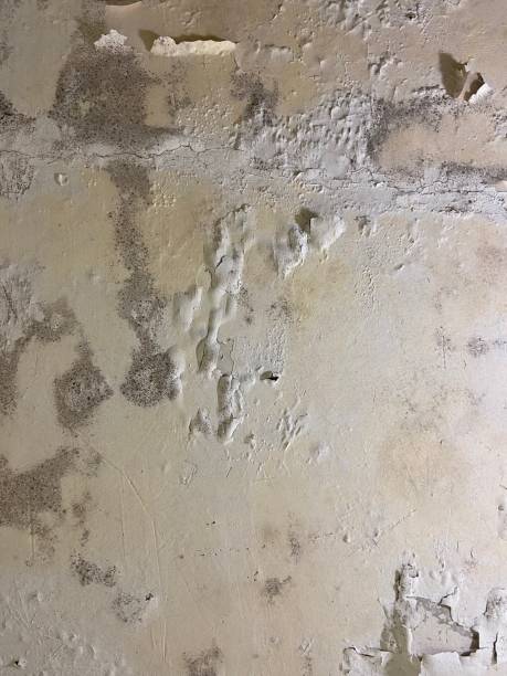 Best Same-Day Mold Removal  in Melville, NY