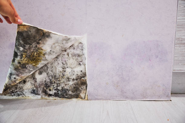 Best Affordable Mold Removal  in Melville, NY